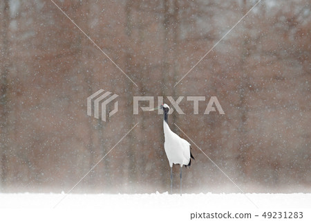 White Red-crowned crane with einter forest 49231283