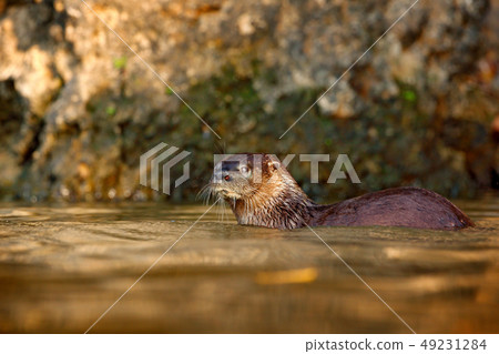 Neotropical Otter, Lontra longicaudis, on the rock 49231284