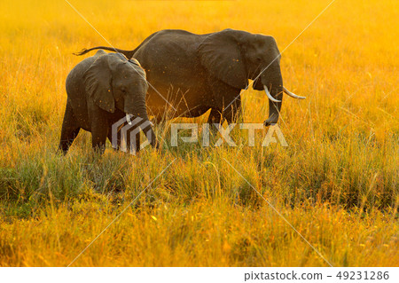 Elephants with evening light in Africa 49231286