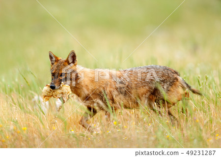 Golden jackal, Canis aureus, feeding scene 49231287