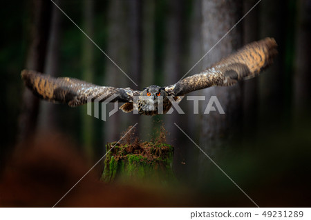 Dark forest with bird. Owl in forest habitat 49231289