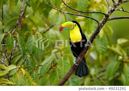 Toucan sitting on the branch in the forest 49231291