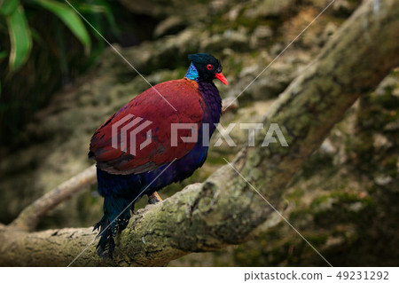 Green-naped Pheasant-pigeon, Otidiphaps nobilis Green-naped Pheasant-pigeon, Otidiphaps nobilis 49231292