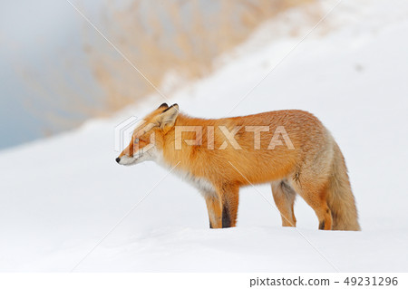 Red fox in white snow. Beautiful orange animal 49231296