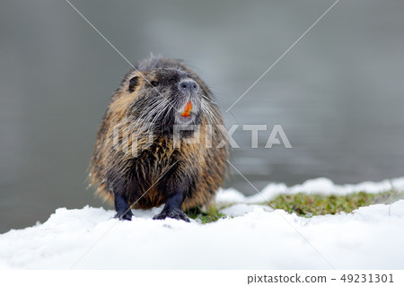Nutria, Myocastor coypus, mouse by the river Nutria, Myocastor coypus, mouse by the river 49231301