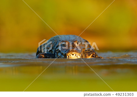 Portrait of Yacare Caiman, crocodile in the water Portrait of Yacare Caiman, crocodile in the water 49231303