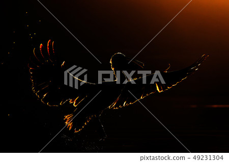 Sunset with Dalmatian pelican, Pelecanus crispus Sunset with Dalmatian pelican, Pelecanus crispus 49231304