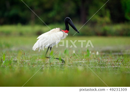 Jabiru, black and white bird in green water Jabiru, black and white bird in green water 49231309