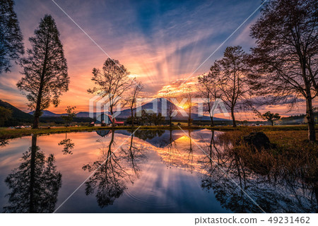 Landscapes image of Mt. Fuji with big trees and 49231462
