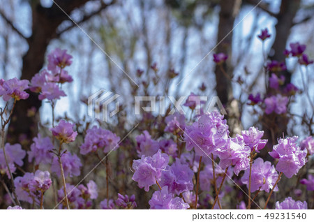 Pink flower Pink flower 49231540