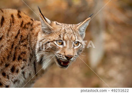 Detail of Eurasian lynx looking down searching for prey Detail of Eurasian lynx looking down searching for prey 49231622