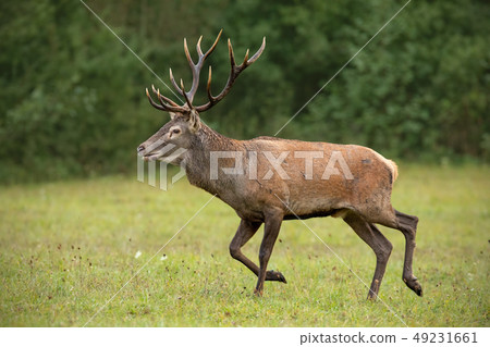 Red deer stag running over meadow with green forest blurred in background. Red deer stag running over meadow with green forest blurred in background. 49231661