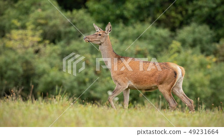 Summer nature scenery of wild red deer hind Summer nature scenery of wild red deer hind 49231664