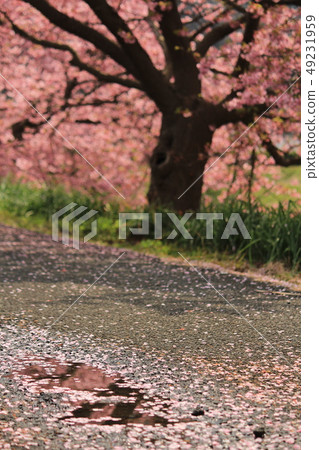 Scattered cherry blossoms and water pools Scattered cherry blossoms and water pools 49231959