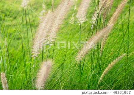 summer soft pink white flower and green grass summer soft pink white flower and green grass 49231997