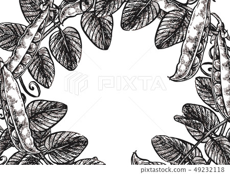 Hand drawn sketch peas. Organic food illustration isolated on white background. Hand drawn sketch peas. Organic food illustration isolated on white background. 49232118