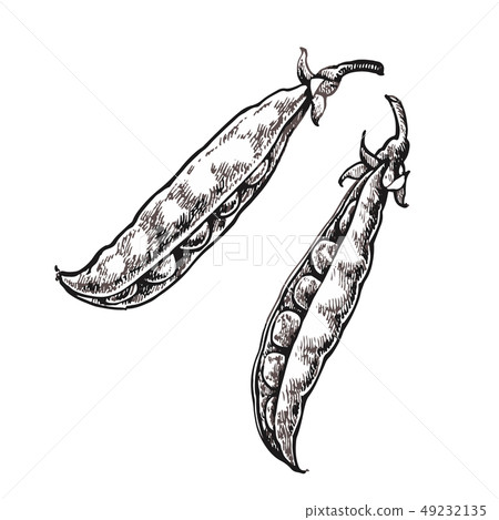 Hand drawn sketch peas. Organic food illustration isolated on white background. Hand drawn sketch peas. Organic food illustration isolated on white background. 49232135