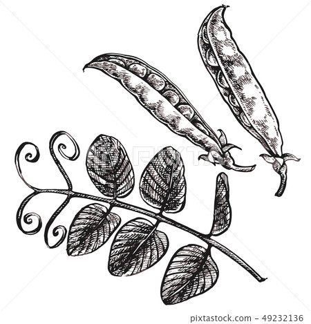 Hand drawn sketch peas. Organic food illustration isolated on white background. Hand drawn sketch peas. Organic food illustration isolated on white background. 49232136