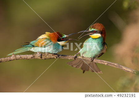 Pair of european bee-eaters, merops apiaster figahting. Pair of european bee-eaters, merops apiaster figahting. 49232191