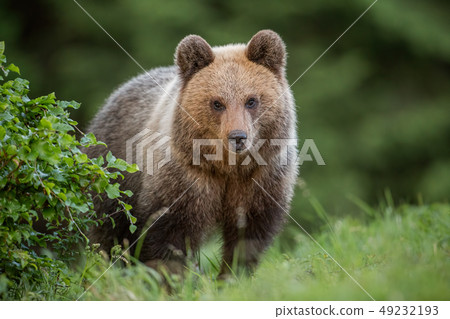 Fluffy young brown bear, ursus arctos, in summer. Fluffy young brown bear, ursus arctos, in summer. 49232193