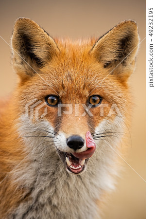 Close-up of head of a red fox, vulpes vulpes, looking straight to the camera licking lips. Close-up of head of a red fox, vulpes vulpes, looking straight to the camera licking lips. 49232195