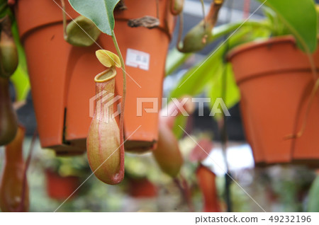 Nepenthes also known as tropical pitcher plants Nepenthes also known as tropical pitcher plants 49232196