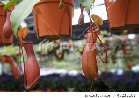 Nepenthes also known as tropical pitcher plants 49232198