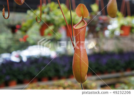 Nepenthes also known as tropical pitcher plants Nepenthes also known as tropical pitcher plants 49232206