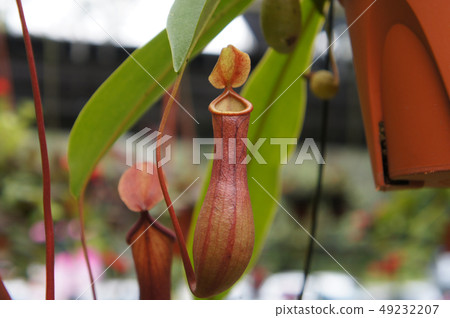 Nepenthes also known as tropical pitcher plants Nepenthes also known as tropical pitcher plants 49232207