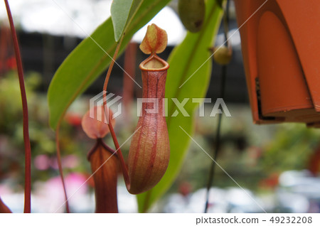 Nepenthes also known as tropical pitcher plants Nepenthes also known as tropical pitcher plants 49232208