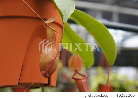 Nepenthes also known as tropical pitcher plants Nepenthes also known as tropical pitcher plants 49232209