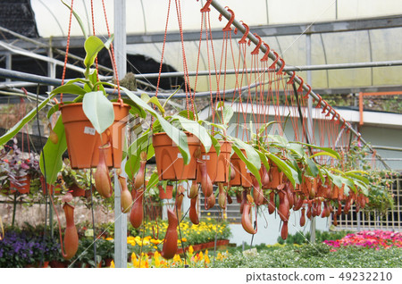 Nepenthes also known as tropical pitcher plants Nepenthes also known as tropical pitcher plants 49232210
