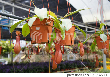 Nepenthes also known as tropical pitcher plants Nepenthes also known as tropical pitcher plants 49232211