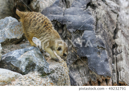 The Suricata suricatta or meerkat on the rock The Suricata suricatta or meerkat on the rock 49232791