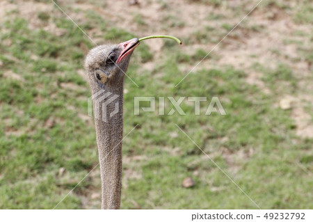 The ostrich eat vegetable on garden 49232792