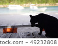 Black cat in Kawahira Bay 49232808