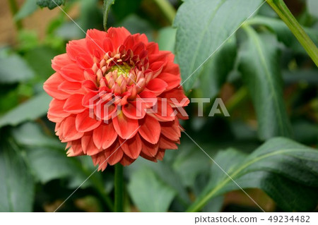 Dahlia "Mother's Lullaby" rose red flower up Dahlia "Mother's Lullaby" rose red flower up 49234482