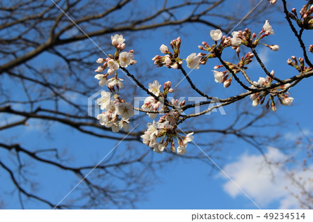 Cherry Blossoms Cherry Blossoms 49234514