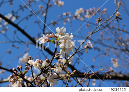 Cherry Blossoms Cherry Blossoms 49234515
