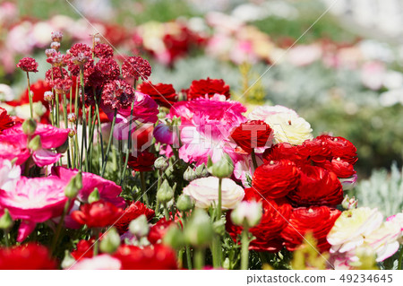 花 花 49234645