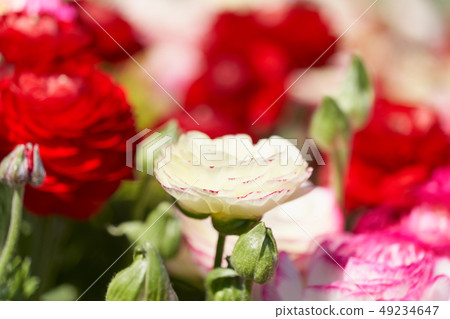 花 花 49234647
