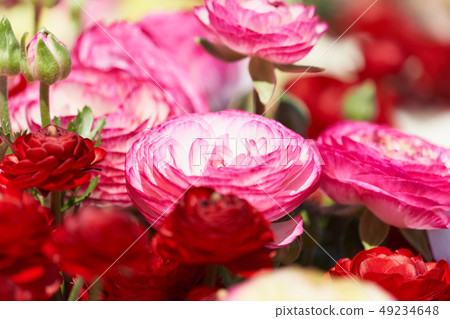花 花 49234648
