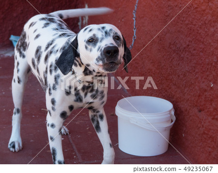 Dog Dalmatian barking outdoor red wall Dog Dalmatian barking outdoor red wall 49235067