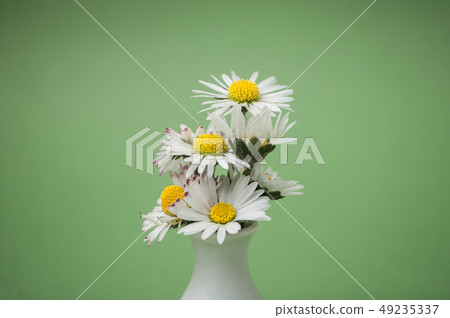closeup of white daisy in little pot closeup of white daisy in little pot 49235337
