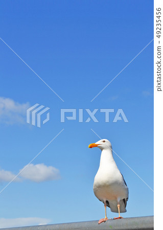 Daytime and daytime sky _ vertical 49235456