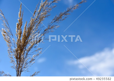 Stalks of dry grass against the background of sky Stalks of dry grass against the background of sky 49235582