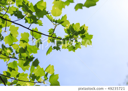 Lilywood, leaves, fresh green 49235721