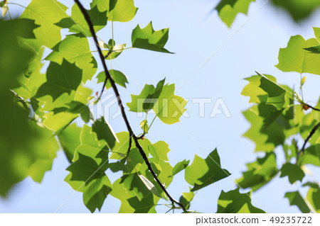 Lilywood, leaves, fresh green Lilywood, leaves, fresh green 49235722