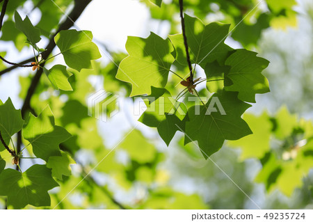 Lilywood, leaves, fresh green 49235724