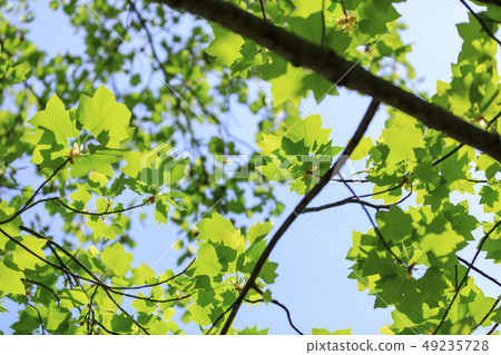 Lilywood, leaves, fresh green 49235728